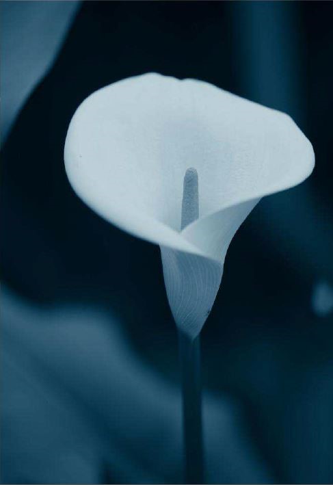 cyanotype1