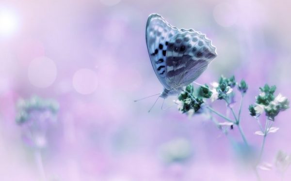 butterfly-3019976_1280-e1514519777765