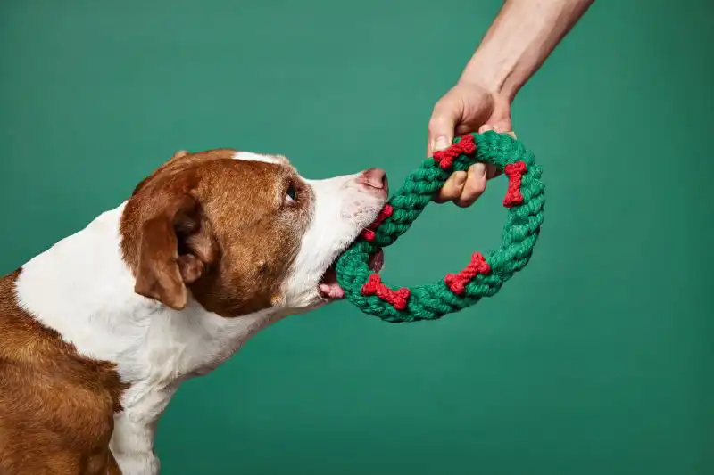 استفاده از اسباب بازی در عکاسی از حیوانات
